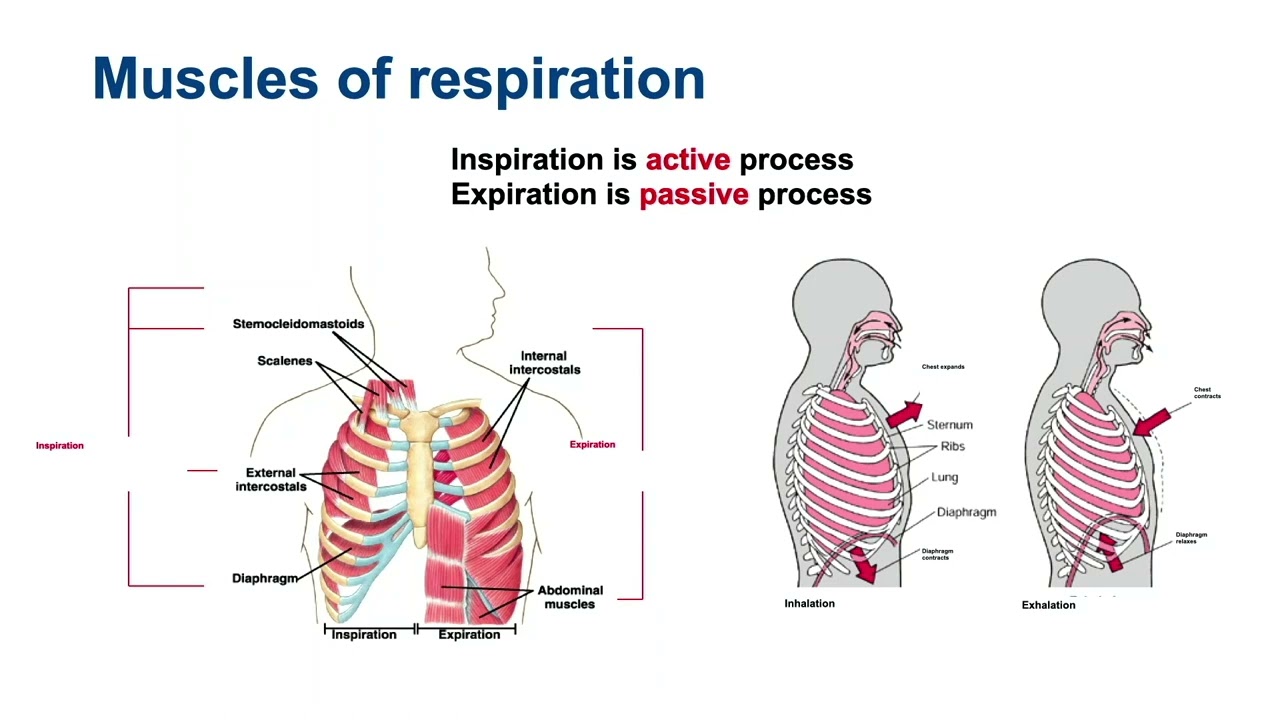 Basic Mechanical Ventilator