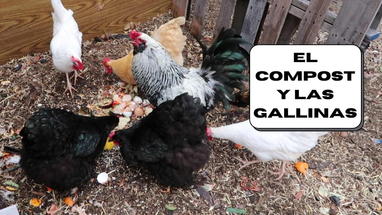 Las gallinas y el compost