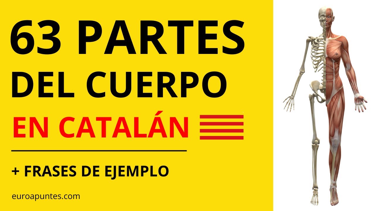 🆘 63 PARTES DEL CUERPO en CATALÁN + Frases (Nivel C1) ✨📈