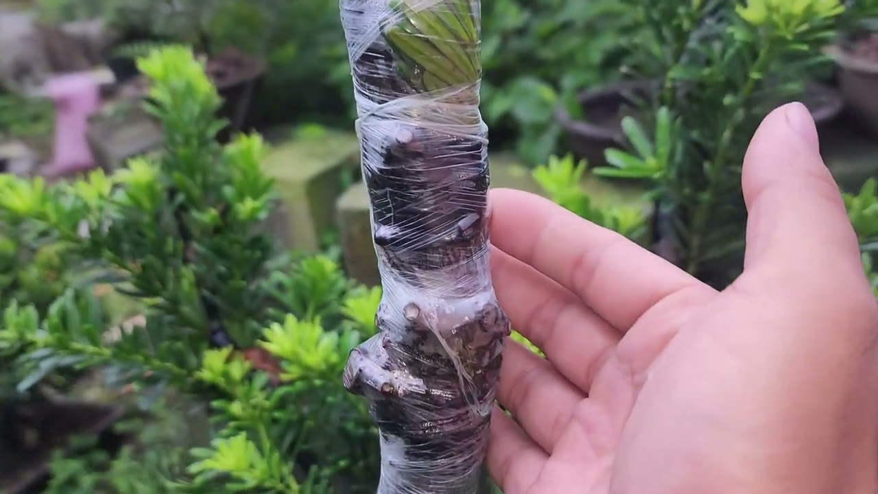 Kết quả ghép tùng kim cương sau hơn 1 tháng #tungkimcuong #caygiong #xuhuong #ghepcay