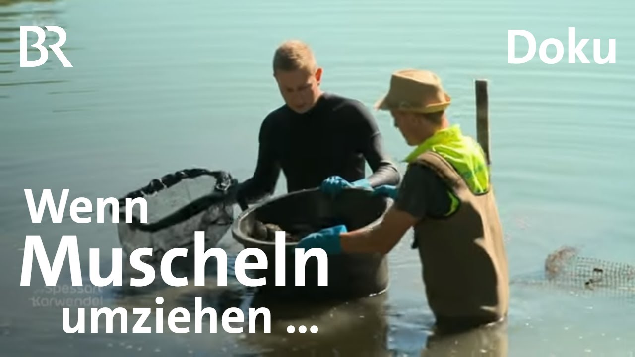 Muschel-Umzug in Unterfranken: Großeinsatz am Ellertshäuser See | Zwischen Spessart und Karwendel BR