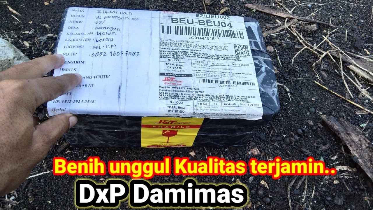 VARIETAS KELAS ATAS! UNBOXING bibit sawit unggul terbaik dxp damimas