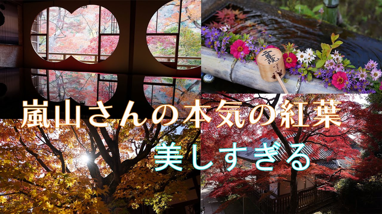 嵐山さんの本気の紅葉が美しすぎる　京都嵐山界隈の紅葉おすすめスポット巡り　祐斎亭・二尊院・常寂光寺・宝厳院・鹿王院・小倉山・嵯峨エリアの人気の紅葉を訪ねてきました