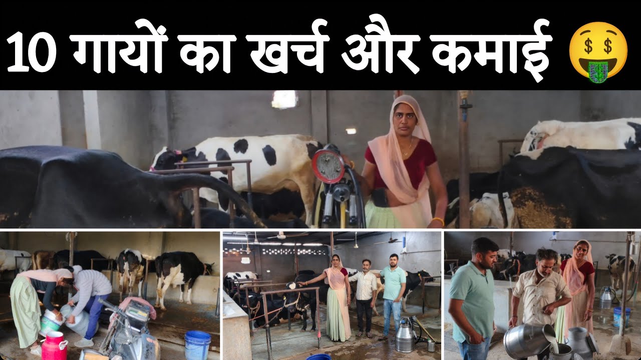 10 गायों का Dairy Farm कैसे करें 🤔 10 गायों का खरीदने और पालने से लेकर कमाई की पूरी जानकारी 🤗