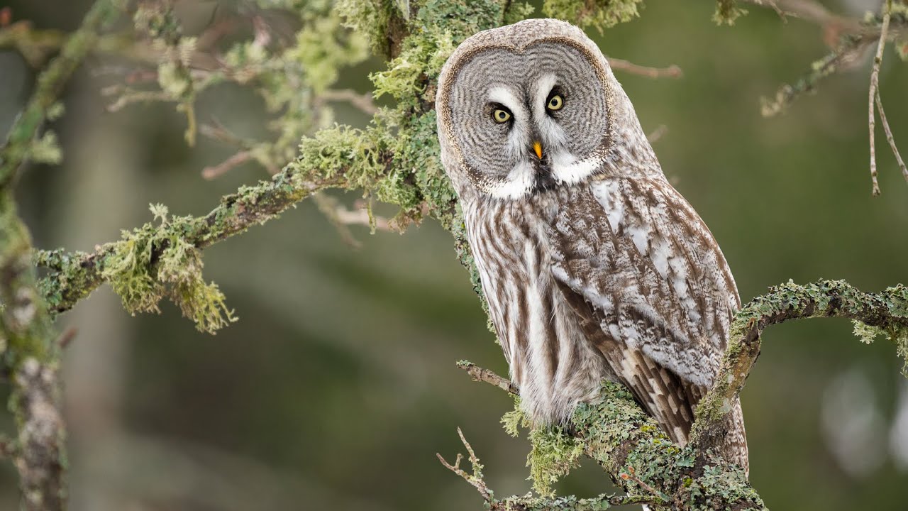 Spring of Owls with OM SYSTEM OM-1 Mark II + 150-400mm F4.5 IS PRO