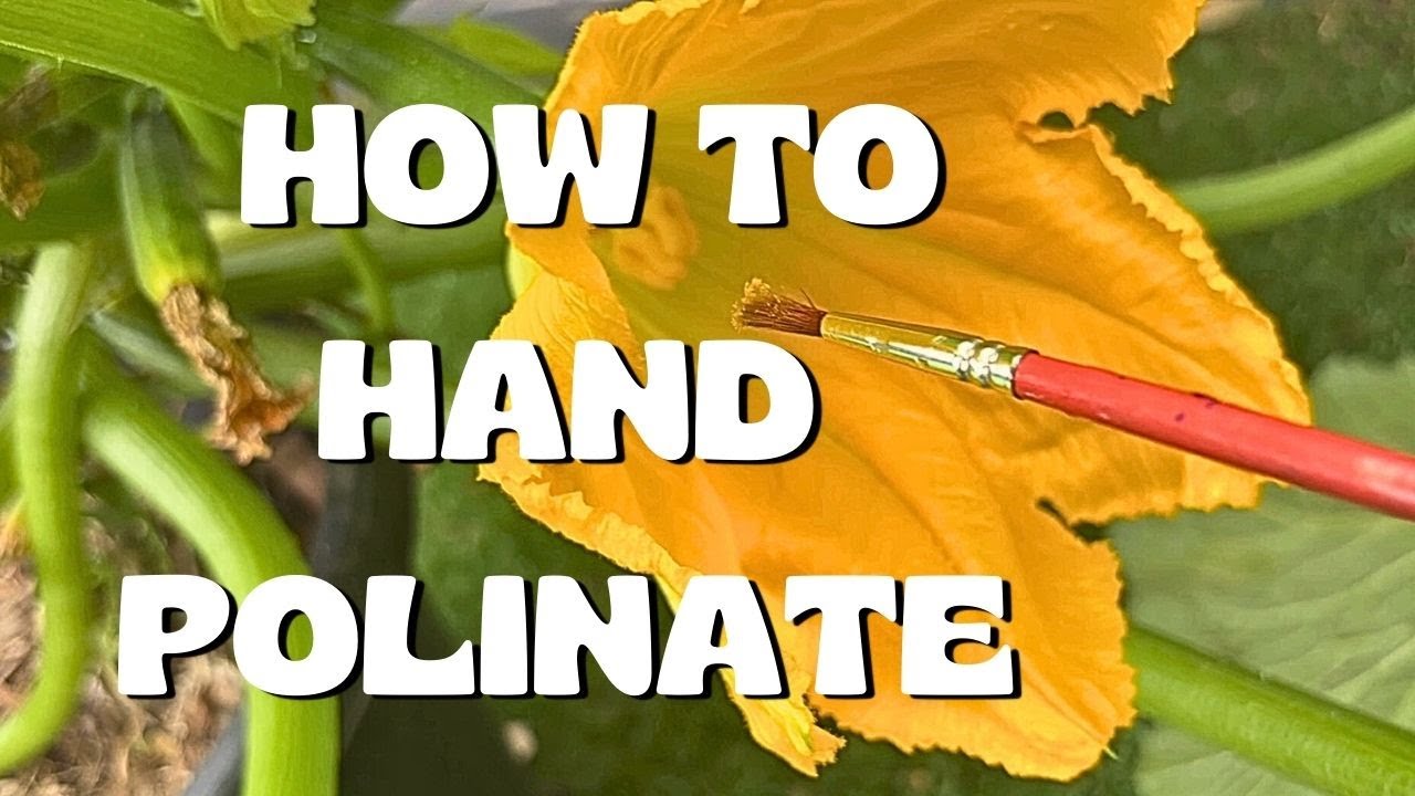 Hand Pollination - 2 EASY ways to hand pollinate your vegetable garden - Zucchinis and Watermelon