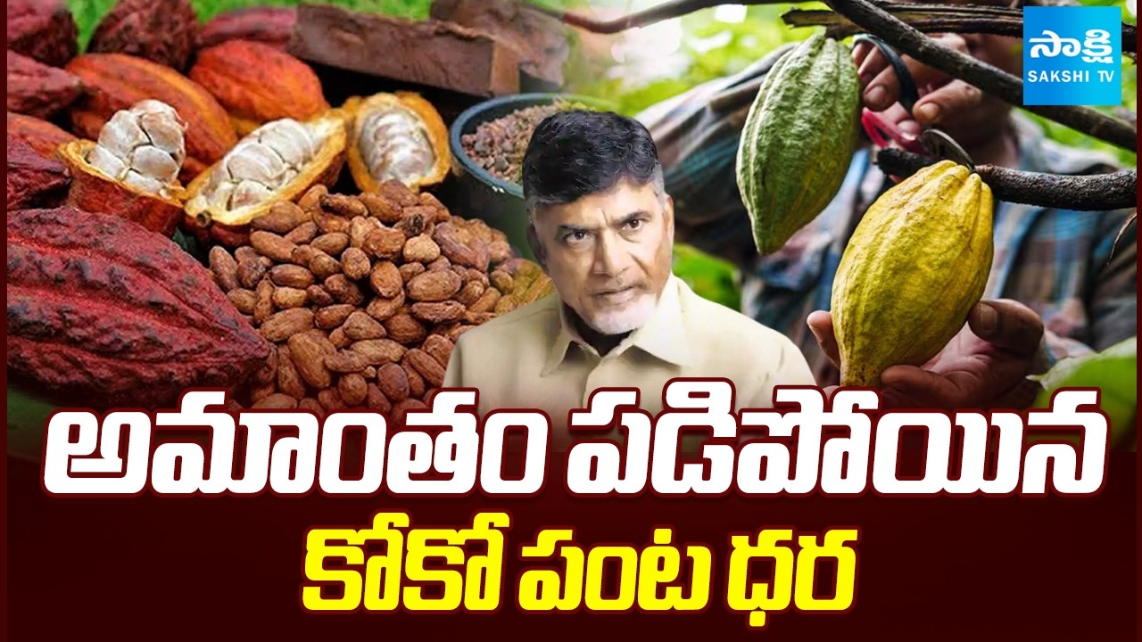 Cocoa Crop Prices Collapsed | AP Farmers Protest Against Chandrababu Govt | Sakshi TV