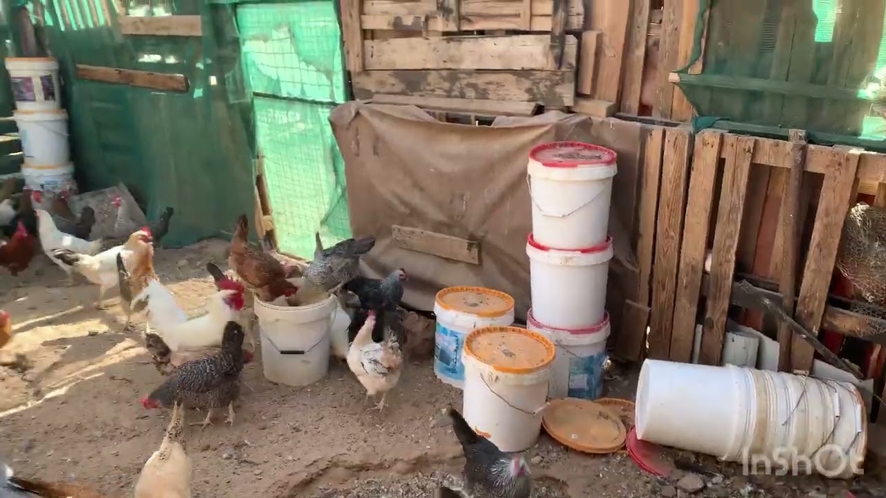 I have set up my own small poultry farm in Saudi Arabia. Do you like it?