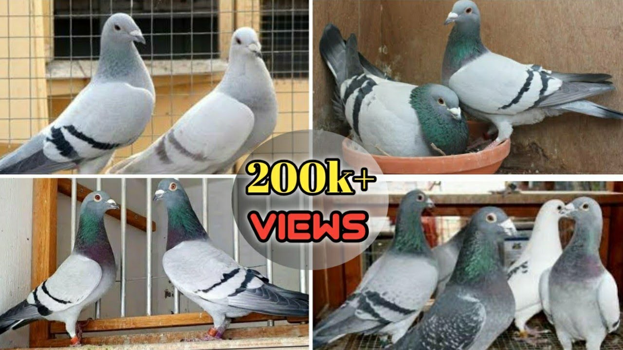 Racer pigeon price in BD,,Etc.TV LIVE,, রেসার কবুতরের দাম জানুন । #Racer_pigeon