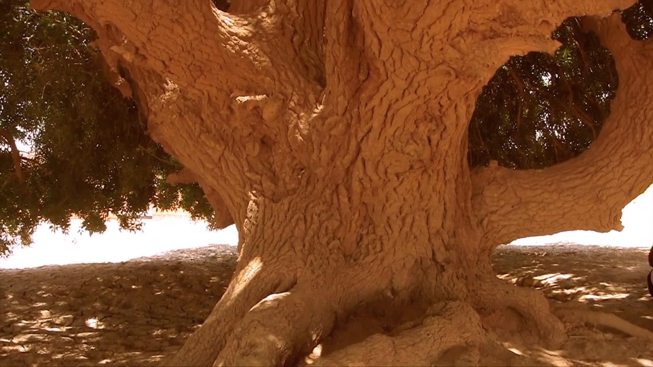The Living Sahabi is Blessed Tree - Short Documentary