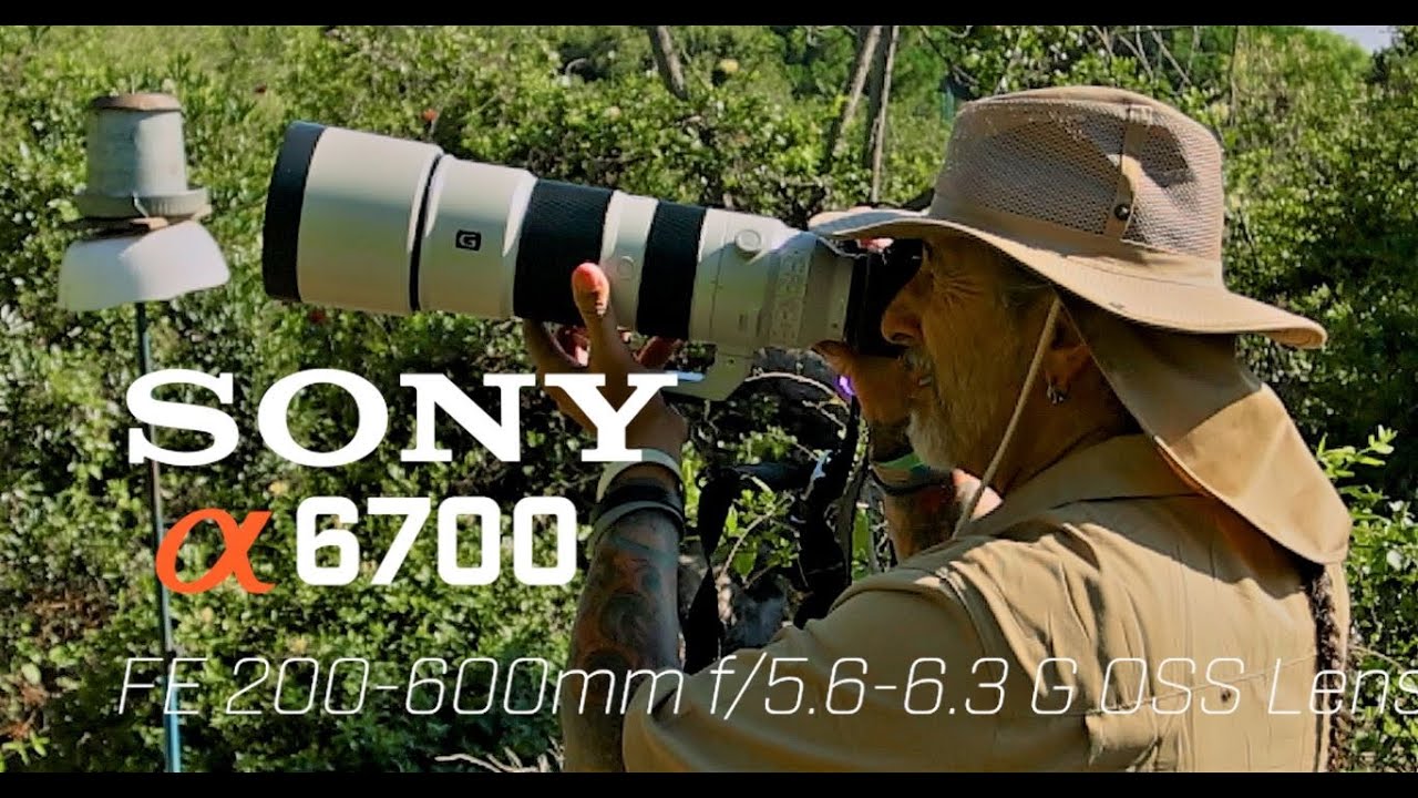 Sony A6700 with the Sony 200-600mm lens - first time out. Dragonflies, hummingbirds..... and spiders