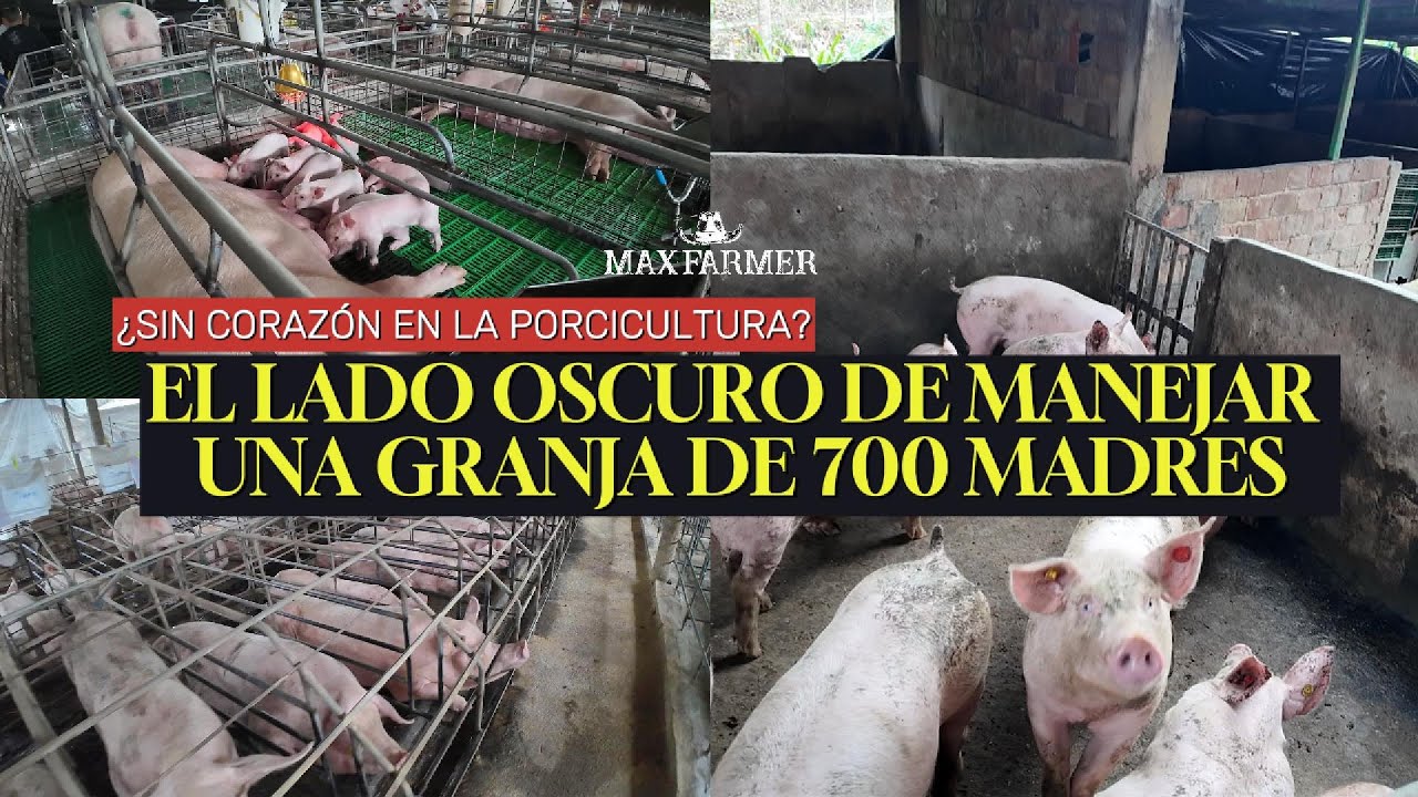 ¿Sin corazón en la porcicultura? El lado duro de manejar una granja de 700 madres