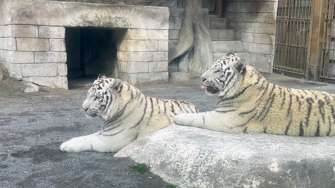 のんびりしているコタくんとハクくんに癒されたい💕　2月20日 東武動物公園　ホワイトタイガー