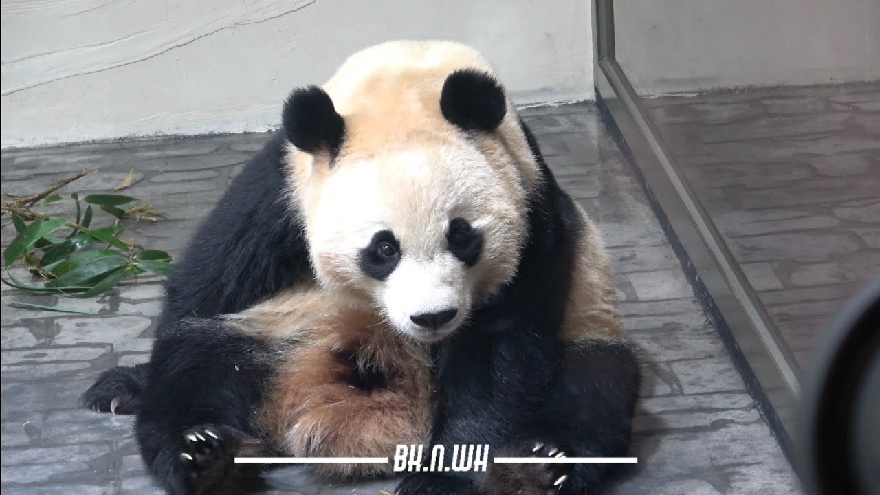 260302 세컨하우스 뽀짝뽀짝🐾 활보하는 후이