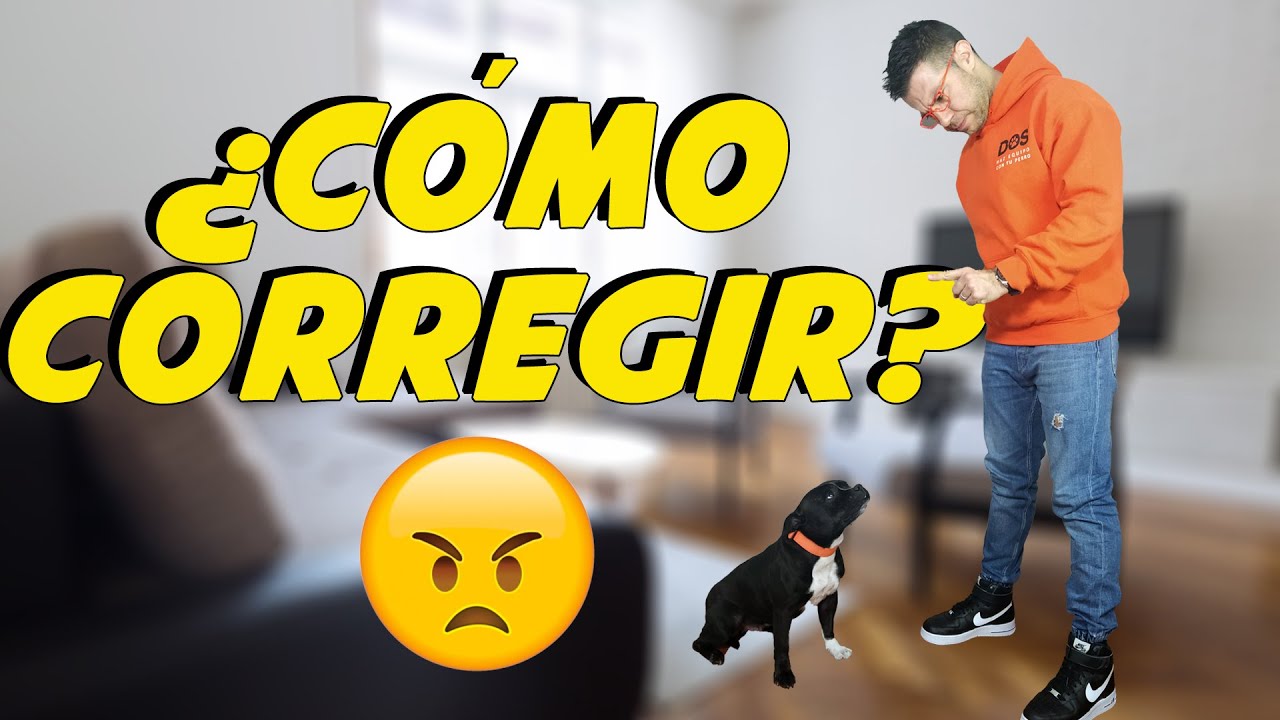 Cómo corregir a un Perro ❌🐶 | Adiestramiento Canino 📝