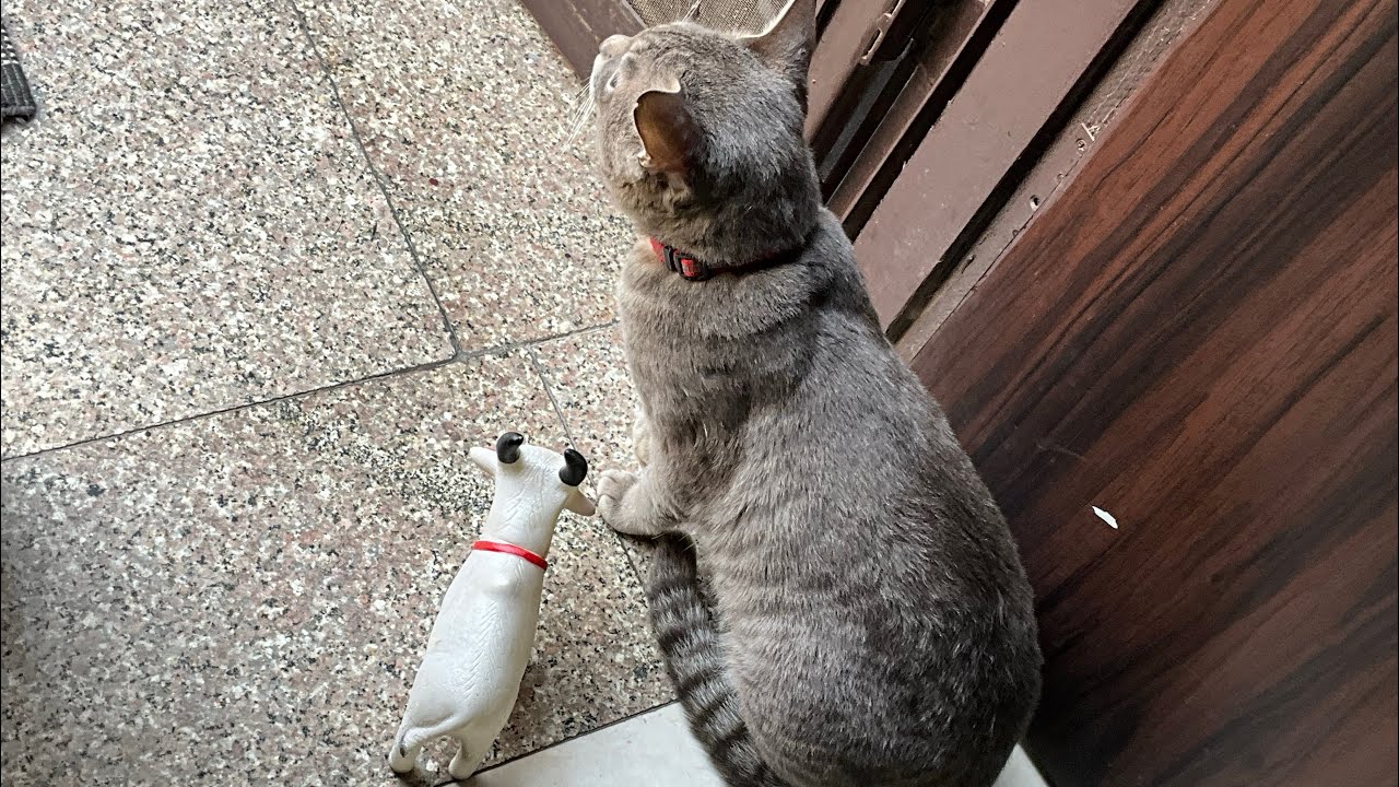 #catcuriosity #curiouscats