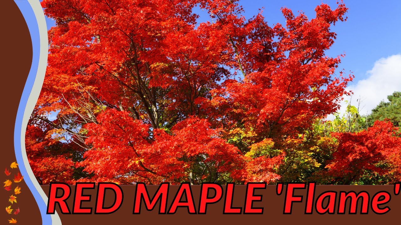 🍁🍁🍁 The RED MAPLE 'Flame' Guide For Everyone! (Acer rubrum) 🍁🍁🍁