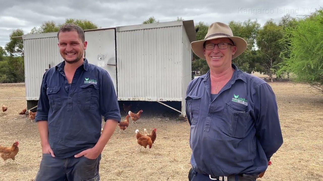 Fryars free range egg farm on Kangaroo Island