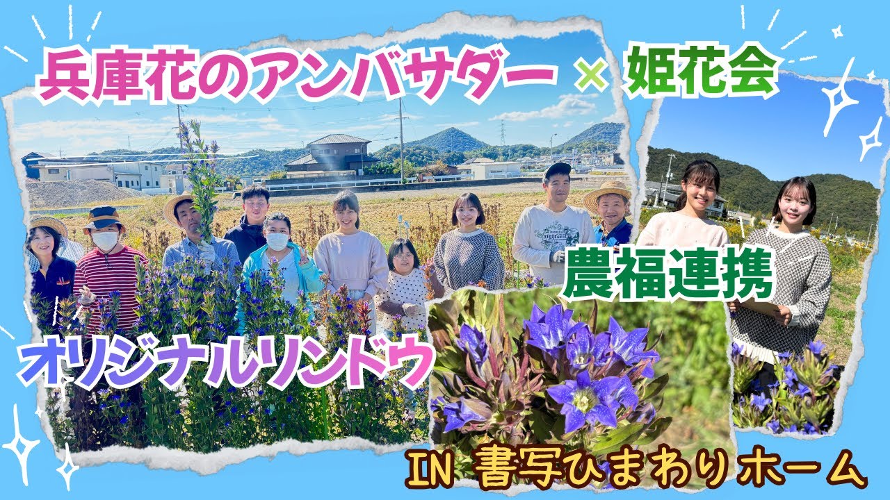 【兵庫花のアンバサダー🌻】 兵庫花のアンバサダーのおふたりが、姫花会や農福連携、オリジナルリンドウなどについて取材に来てくれました #兵庫花のアンバサダー #農福連携 #花