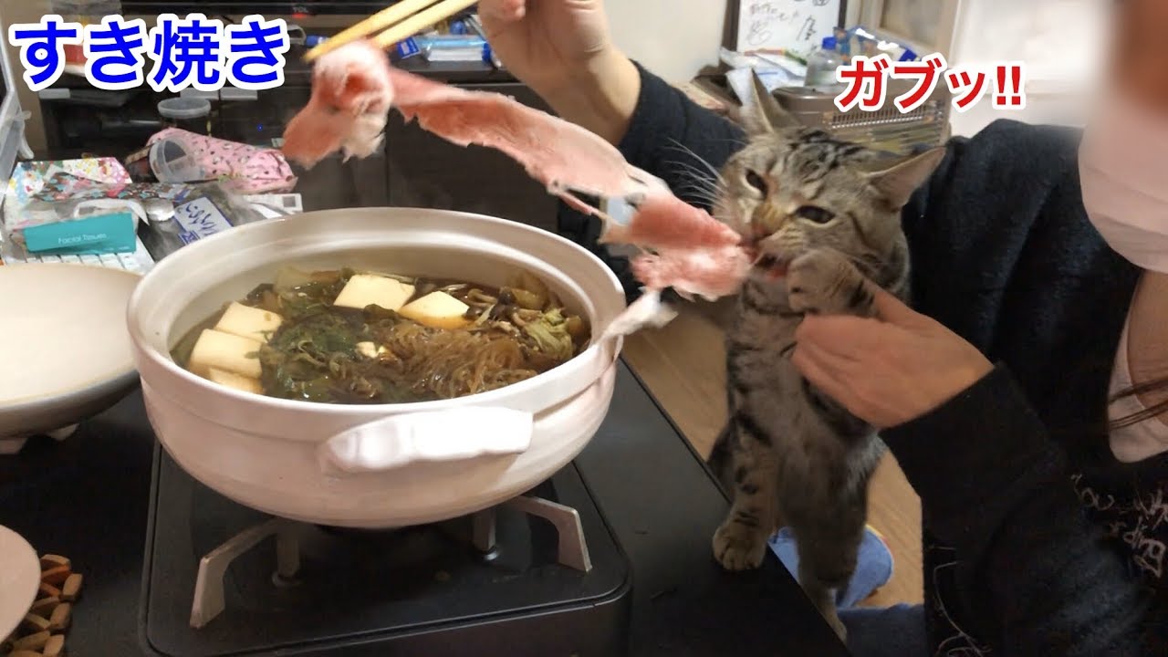 超豪華すき焼きの香りに耐えられずイタズラしに来てしまった猫ｗ