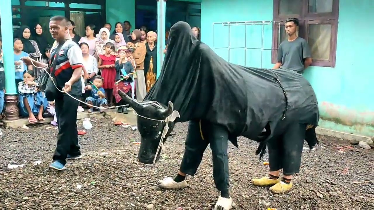 Live sumber jambe sumber malang drjmband balakek & macan , sapi full acara 