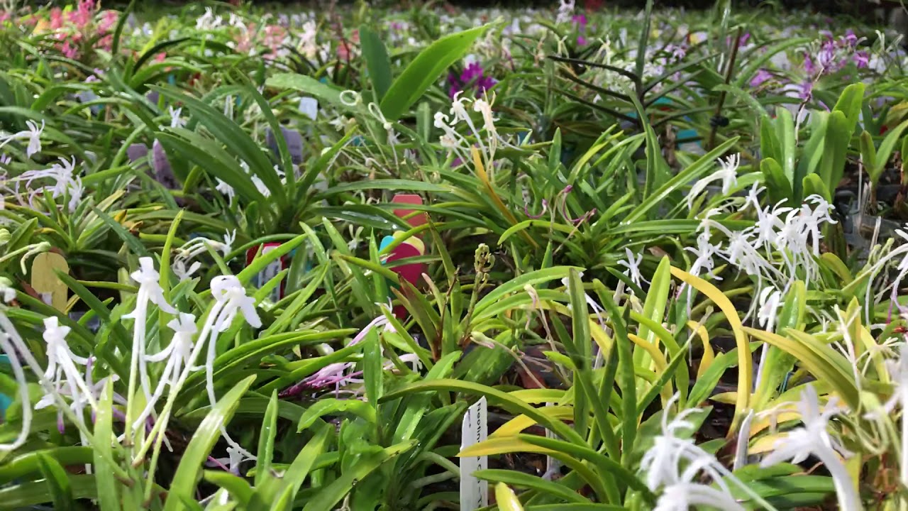 Neo seedlings at Orchidclassics4u.com
