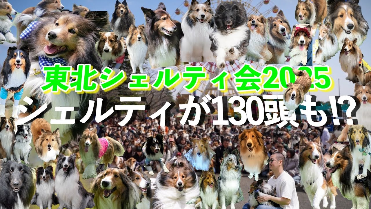 シェルティ130頭超！？もふもふたちの楽園【東北シェルティ会】