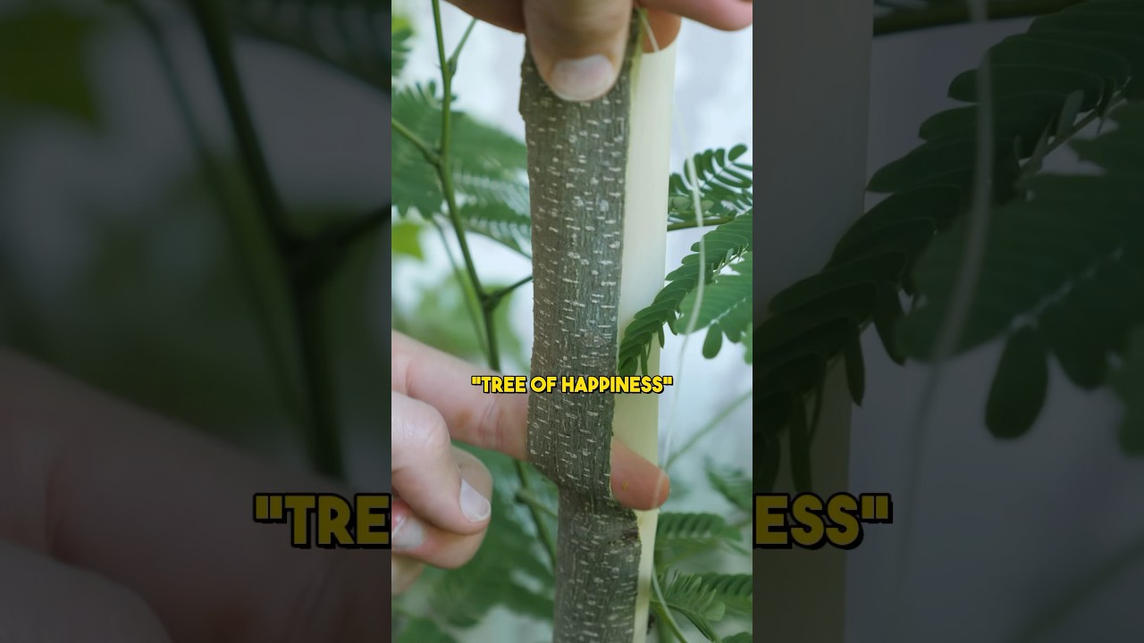 Watch this before consuming Mimosa tree! ⚠️