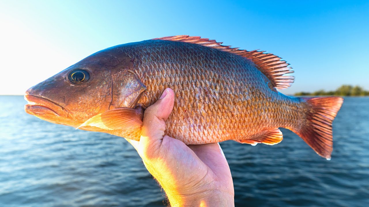 Fishing New Offshore Spots for Mangrove Snapper & Gag Grouper