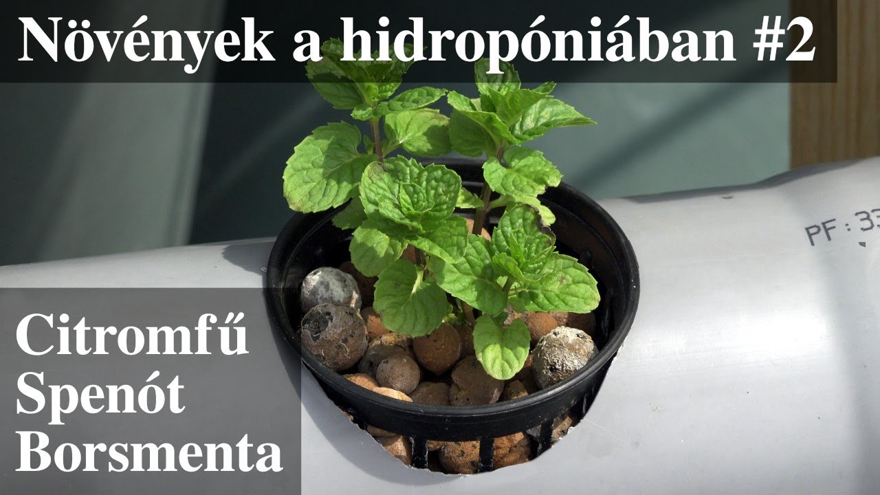 Növények a hidropóniában #2 (Borsmenta, új-zélandi-spenót, citromfű)