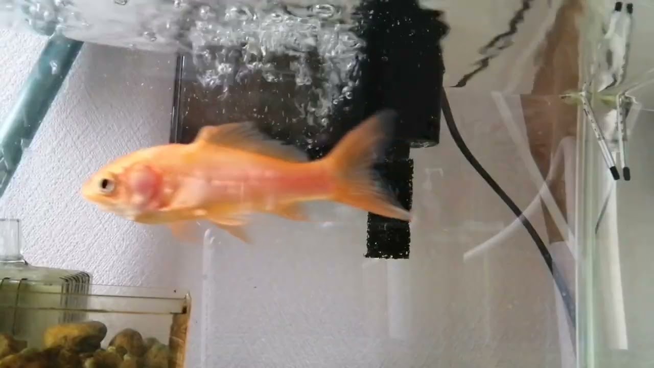 べ〜ちゃんの金魚飼育日記　956日