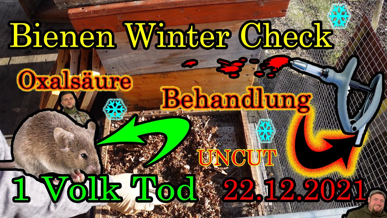 Oxalsäure Behandlung der Bienen, und gleichzeitig ein Überblick der Lage