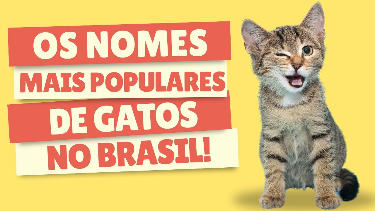 Ideias De Nomes Para Gatos? Aqui Estão Os 10 Mais Populares