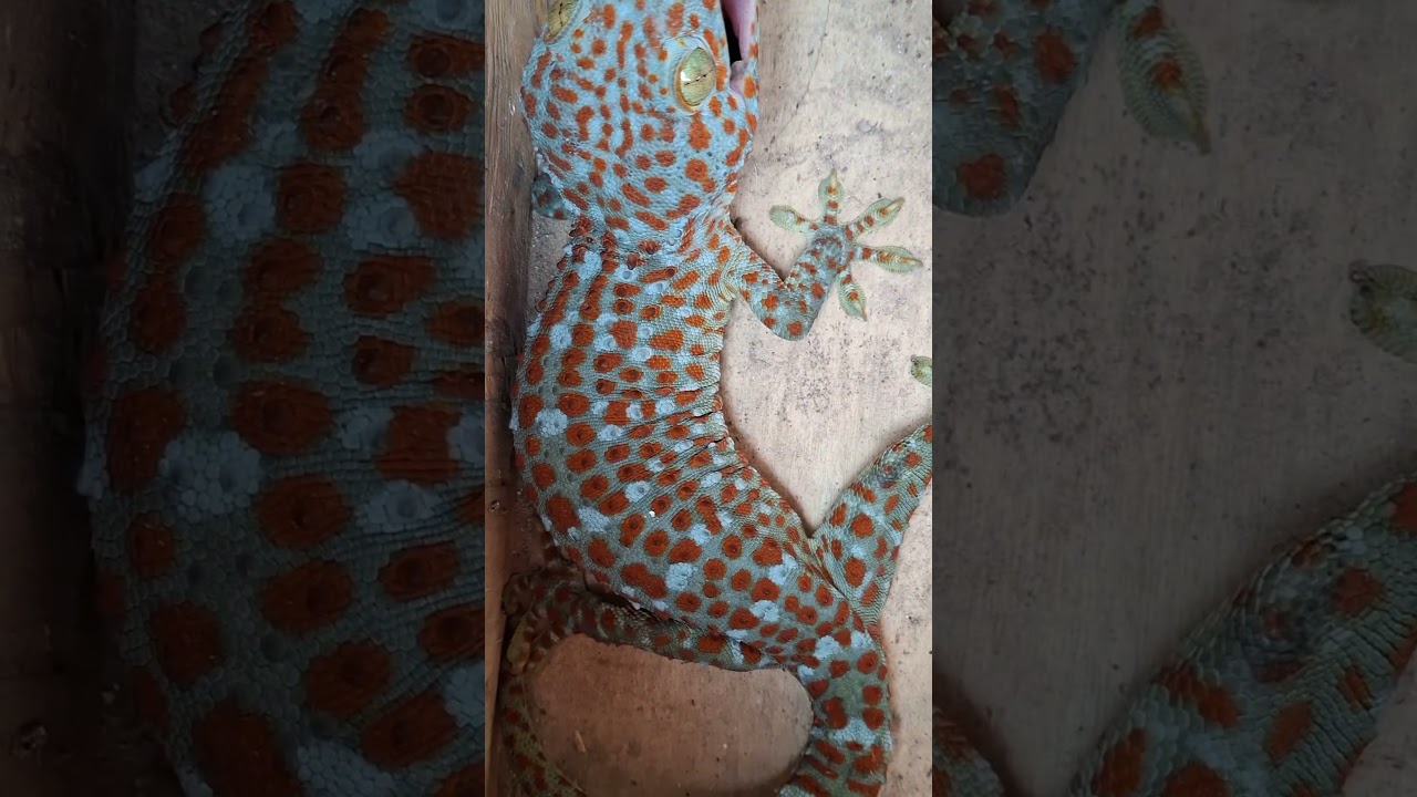 Tokay Gecko sound