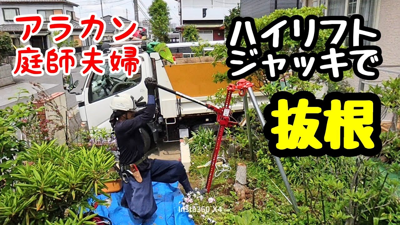 【50代庭師夫婦】249 ハイリフトジャッキでの抜根。