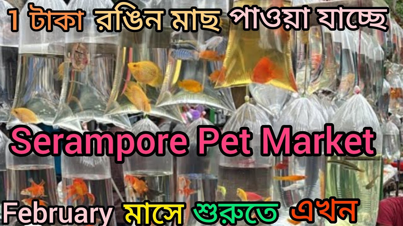 এই সপ্তাহের শ্রীরামপুর হাটে 1-2 টাকা রঙিন মাছের পাওয়া যাচ্ছে।