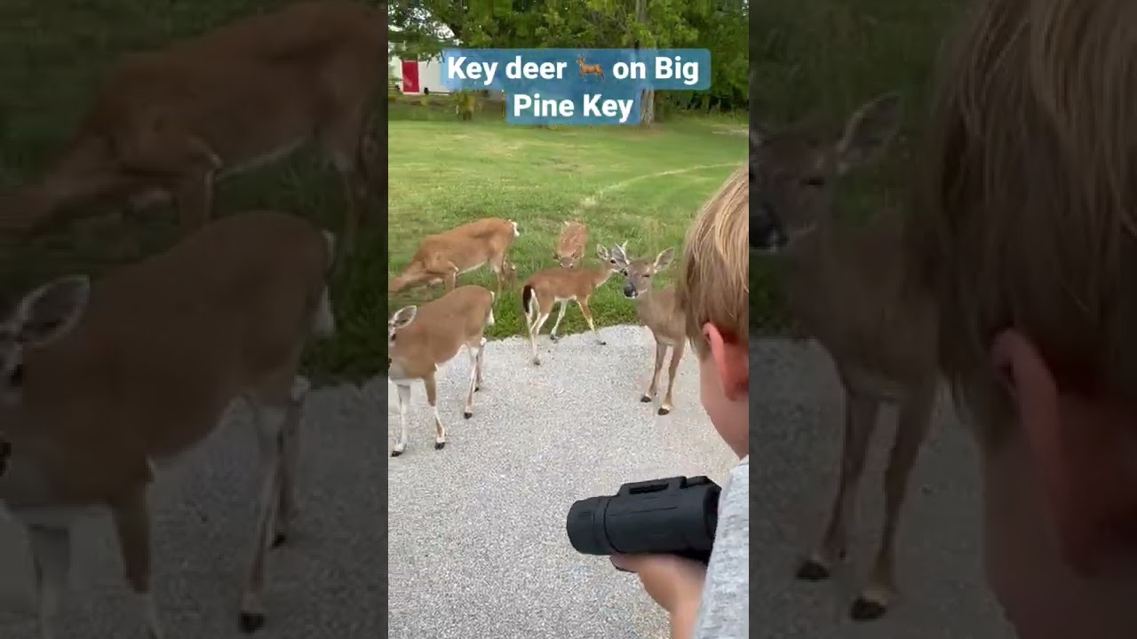 Key Deer on Big Pine Key