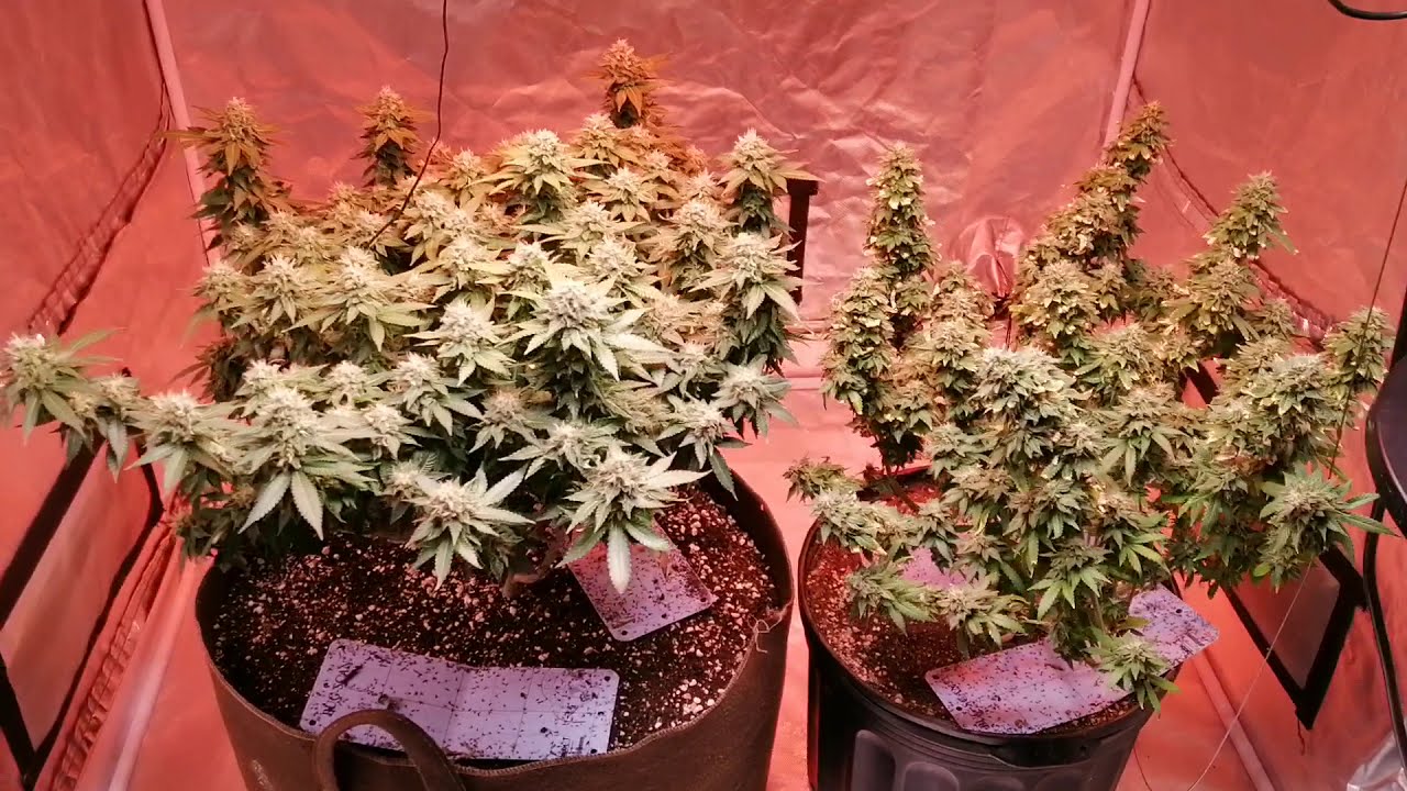 18+ Quick update 3 weeks till harvest electric sky es 180 and viparspectra 900 bloom only