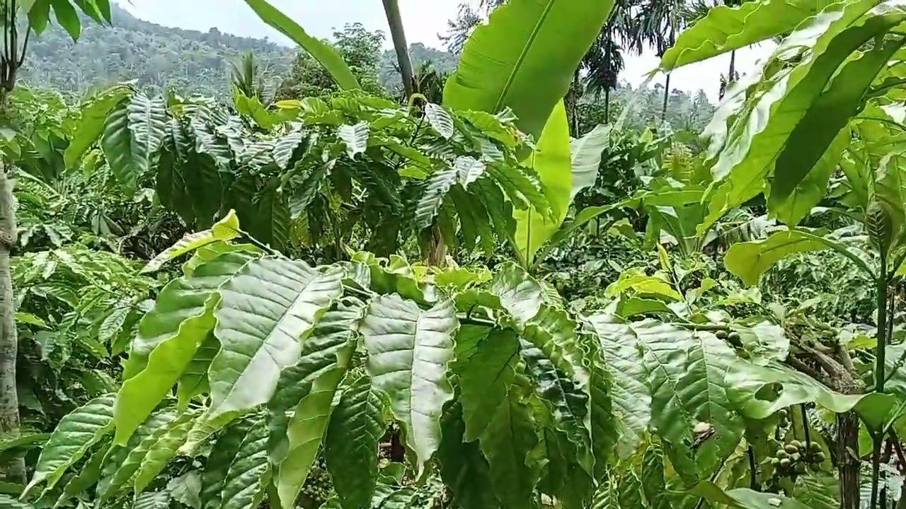 Dari pasar subik lanjut jelajah perkampungan juga mengikuti jejak pemuda tani dikampung
