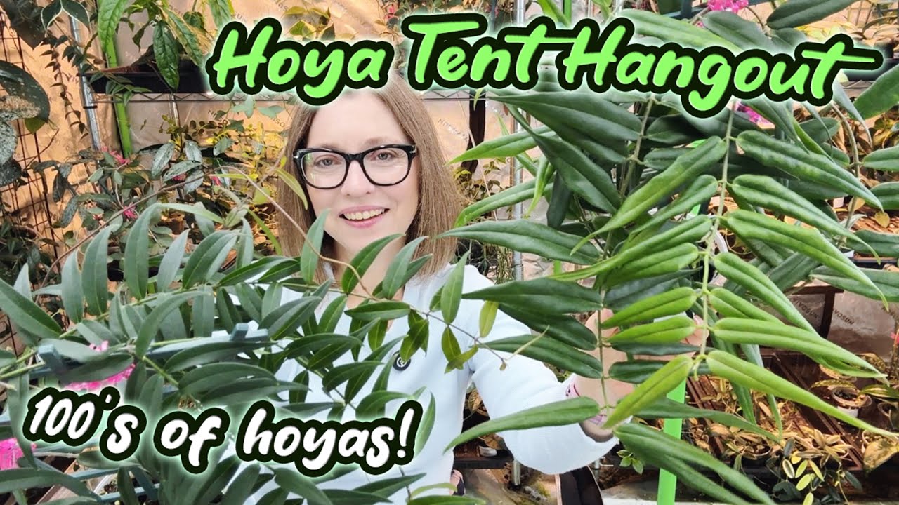 See Many Hoyas In My Grow Tent | Hoya and Dischidia Houseplant Tour