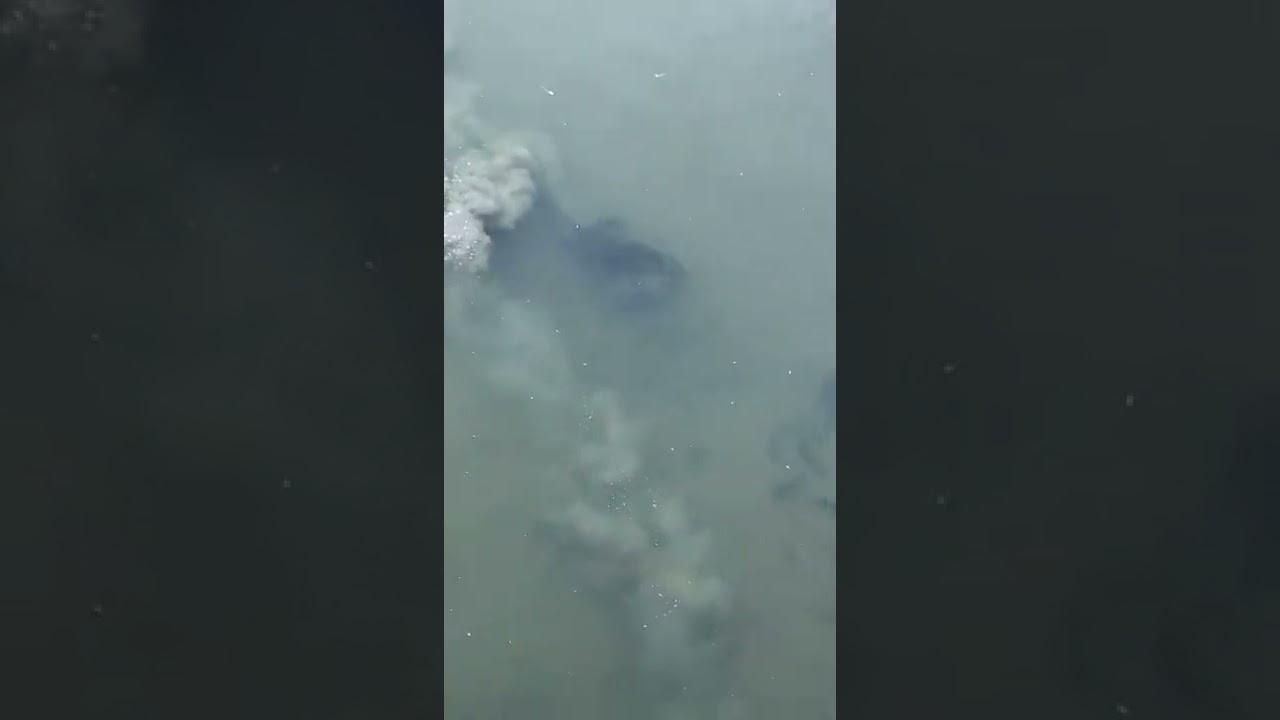 Rats Swimming Underwater Through Sewers