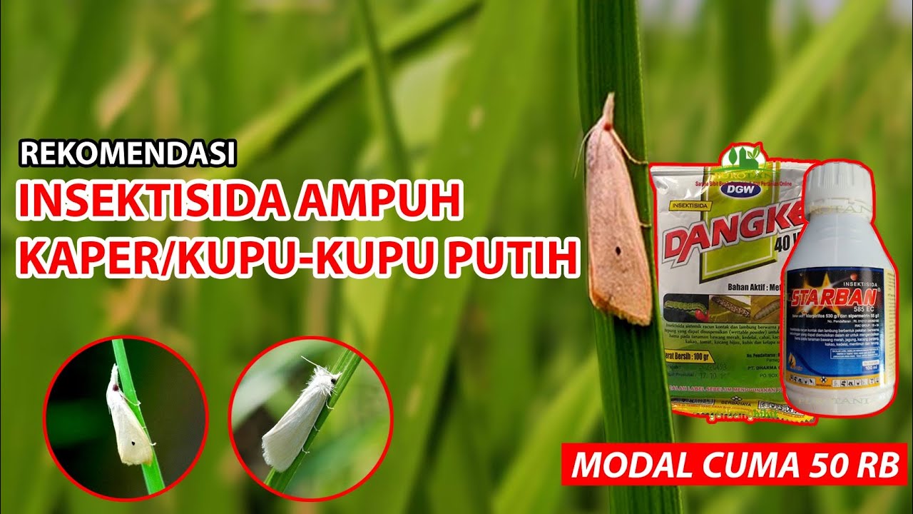 REKOMENDASI CARA MENGATASI HAMA KAPER PADA TANAMAN PADI || INSEKTISIDA AMPUH