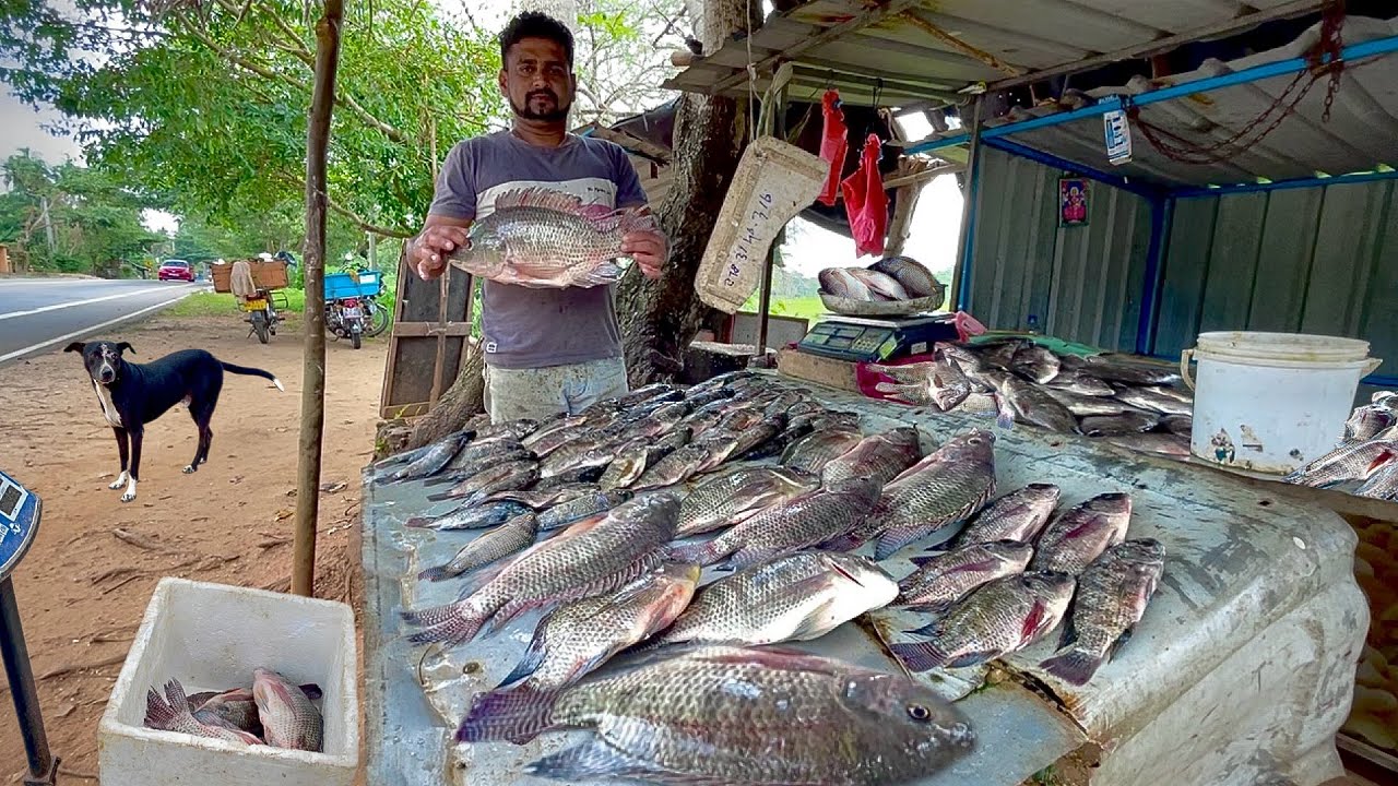 REVEALED! Journey to the Village Fish Market: Where is This Sri Lankan Gem?