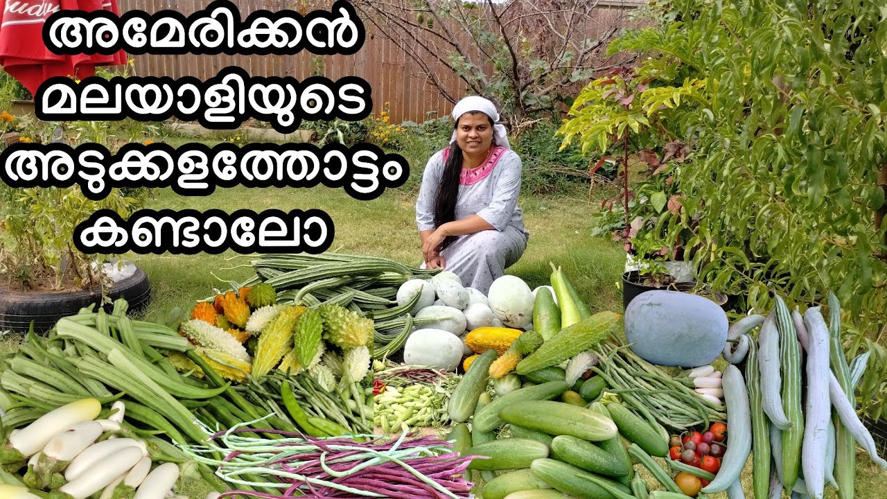 vegetable garden in America (adukkalathottam)