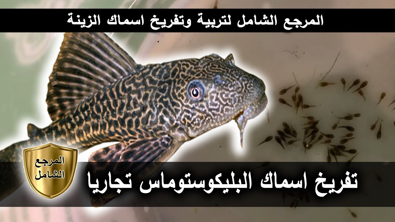 تفريخ اسماك البليكوستوماس تجاريا | البليكو العادي و البريستل نوز