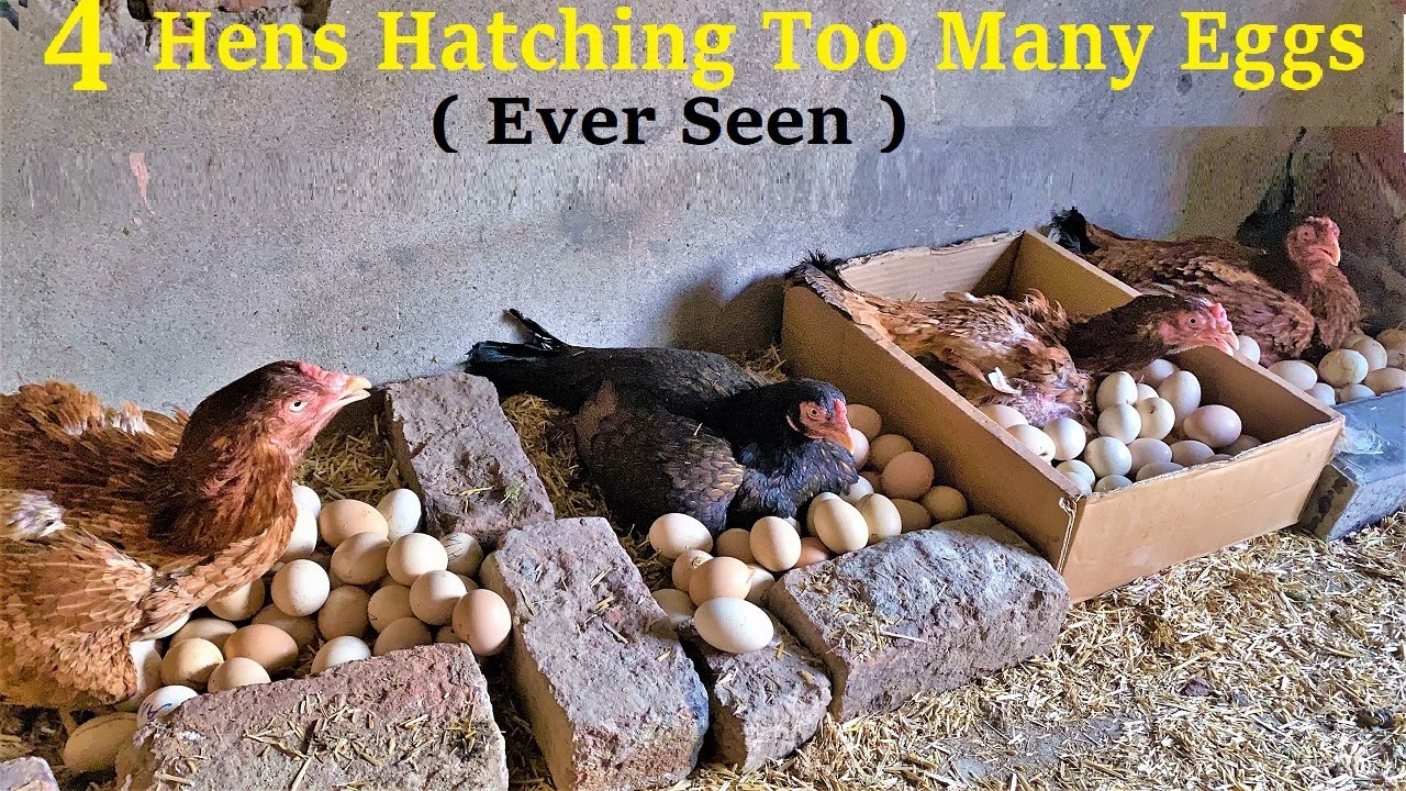4 Aseel Hens Hatching Too Many EGGS TO BABY CHICKS - Ever Seen
