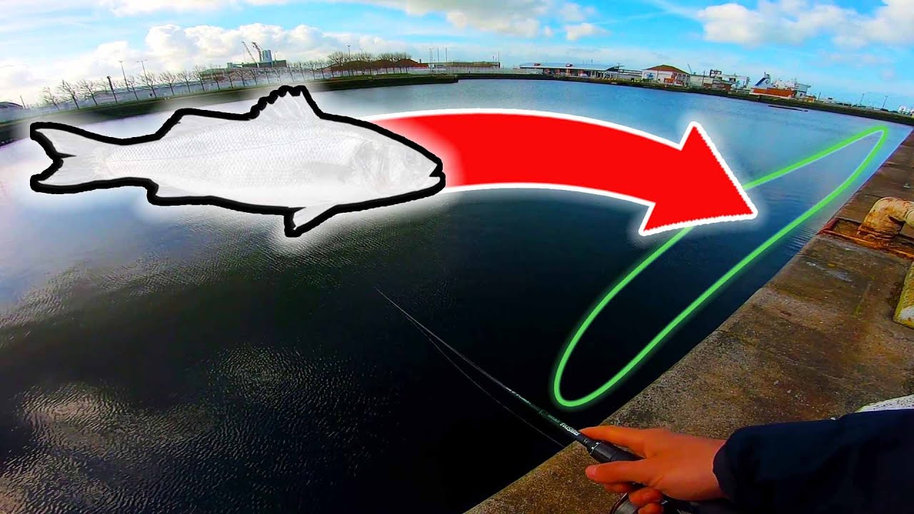 Du BAR en VILLE ? ( Pêche du bar en streetfishing dans les bassins du Havre)