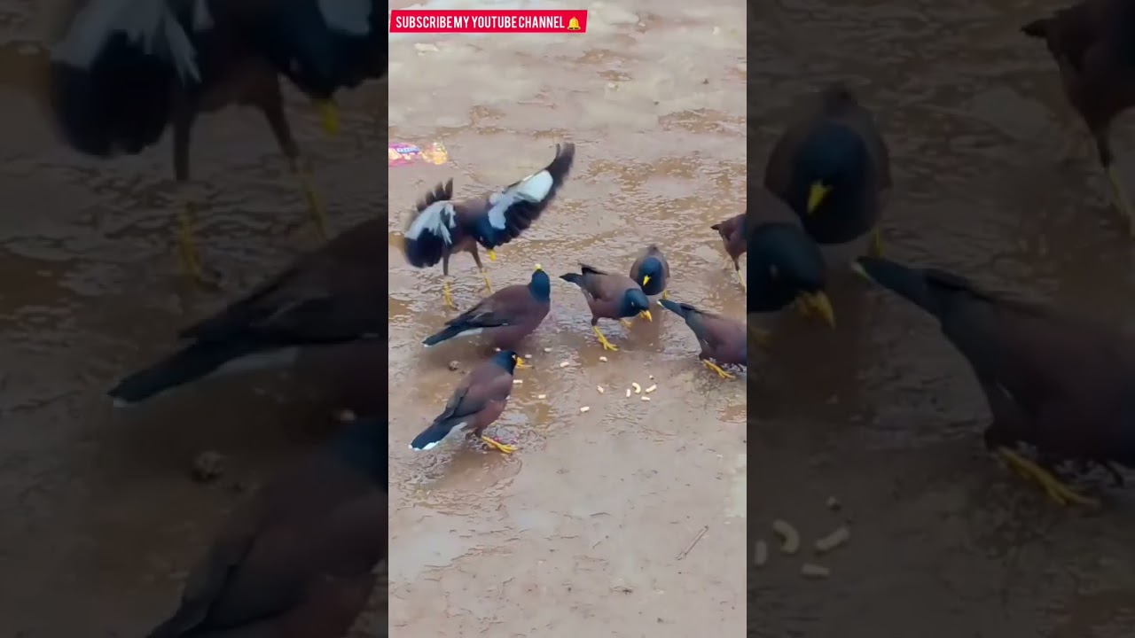save birds life #natureofkashmir #viral #beautyofkashmir #naturelovers
