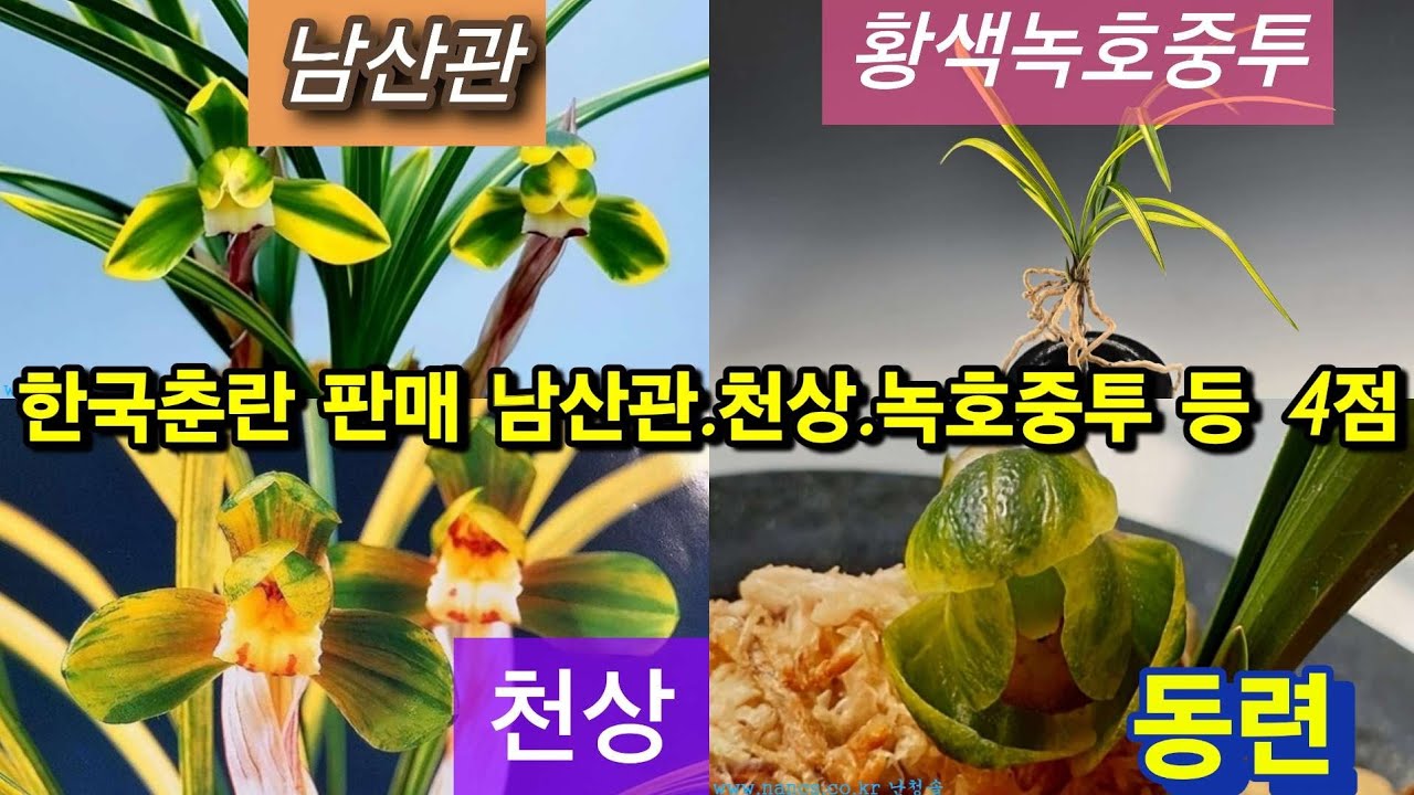 ​한국춘란 판매 | 남산관·천상·녹호중투 등 4점 | 26년 1월 23일 춘란장터 #한국춘란 #춘란 #난초 (👇설명란 클릭)