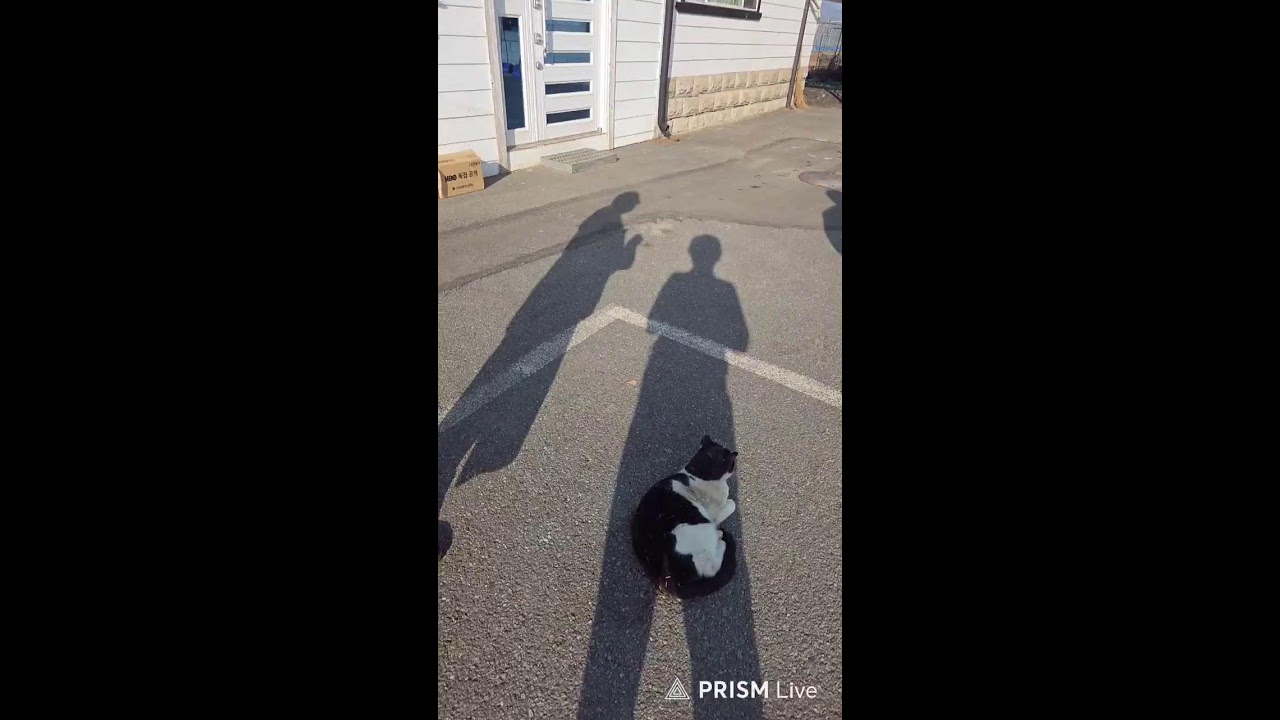 집보러가다